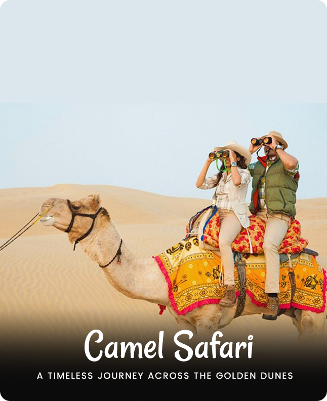 Camel Safari 
